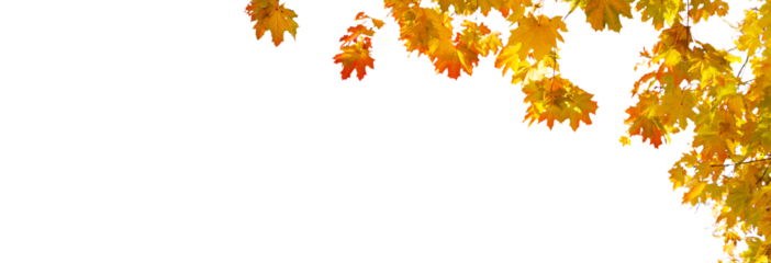 Fall tree isolated on white background 