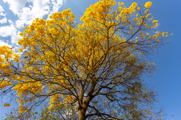 Natural Blooming Golden Trumpet Tree (in Portuguese: Ipe Amarelo; scientific name: Tabebuia chrysotricha or Handroantus chrysotrichus). This flower is the iconic national flower of Brazil.