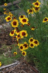 natura amarilla © Ivette