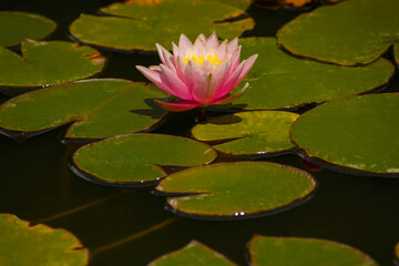 Nelumbo. lotus flower on the water. sacred delicate flower in the lake. large beautiful pink flower with green leaves in water. natural flower background. large round leaves. close-up