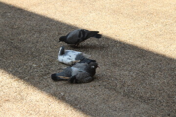 trio de palomas