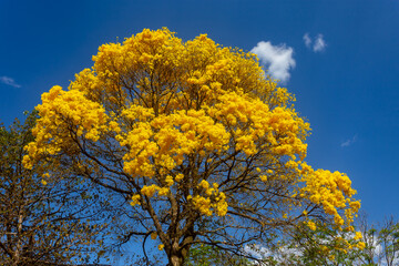 Fototapeta premium Natural Blooming Golden Trumpet Tree (in Portuguese: Ipe Amarelo; scientific name: Tabebuia chrysotricha or Handroantus chrysotrichus). This flower is the iconic national flower of Brazil.