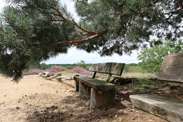 Fototapeta premium Summer heathland, Nature reserve Westruper Heide, North Rhine-Westphalia, Germany, Europe. View over a heathland field in full bloom in Germany.