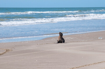 Sea lion on the beach in brazil