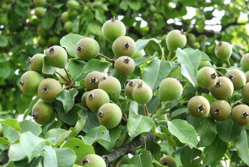 Pears isolated in the garden