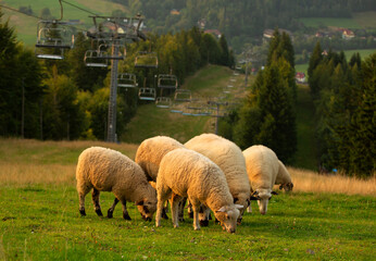 Wypas owiec w Beskidach. Cieńków. Polska. © mycatherina