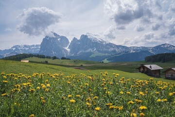 Italy Dolomites in spring time, Alpe di Siusi, green grassland and flowers