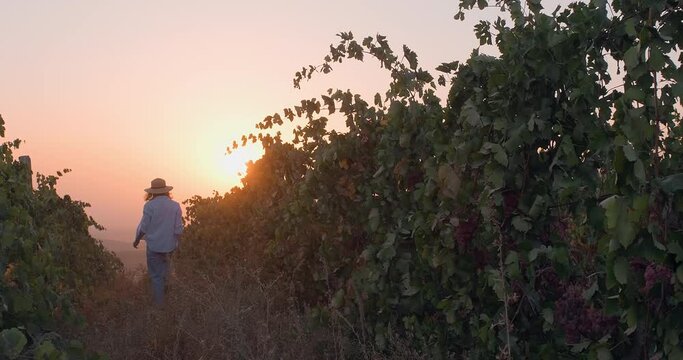Back of woman farmer walking among the rows of a vineyard at sunset. Winery farm at sunset.