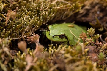 green tree frog