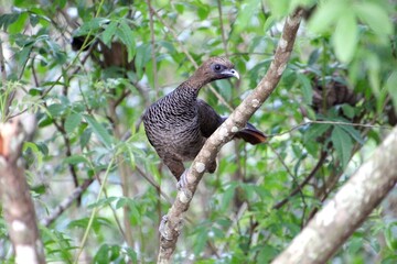 ave - aracuã escamoso - Ortalis squamata