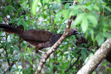 ave - aracuã escamoso - Ortalis squamata