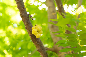 Star gooseberry on tree. Nature food in garden farm. Fruit.