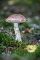 Edible mushrooms birch bolete in forest with blurred background