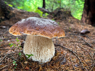 Fototapeta premium Amazing cep mushroom in spruce forest
