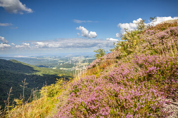 View from hillside of mountain hill with flowering heather to valley
