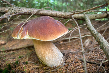 Delicious edible mushroom boletus edulis in spruce forest