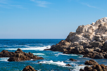rocks and sea, Sea life rock on Reñaca Vina del Mar beach, Valparaiso, Chile