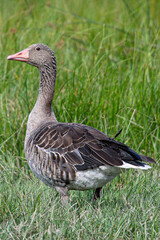 The common goose anser anser is a species of anseriform bird in the Anatidae family native to Eurasia and North Africa common in aiguamolls emporda girona spain