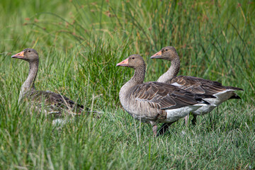 Obraz premium The common goose anser anser is a species of anseriform bird in the Anatidae family native to Eurasia and North Africa common in aiguamolls emporda girona spain