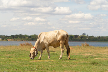 Cows eating green rice and grass field in Kanchanaburi district, Thailand in travel vacation concept. Animals in agriculture farm.
