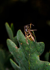 Wasp on a leaf