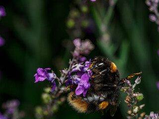 bee on a flower