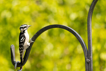 This cute little downy woodpecker was sitting perched on this shepherds hook when I took this...