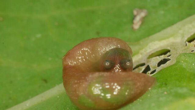 Close-up of a slug. Gastropod mollusc. Snail parasitizes or leafy cabbage