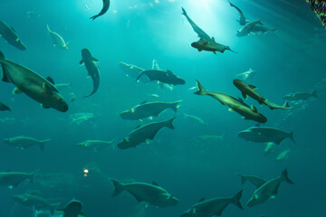 Fish in aquarium tunnel. Marine animal life.