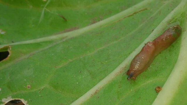 Close-up of a slug. Gastropod mollusc. Snail parasitizes or leafy cabbage