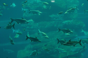 Fish in aquarium tunnel. Marine animal life.
