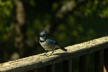 Obraz na płótnie Canvas This beautiful blue jay was perched on the wooden railing of the deck when I took this picture. The little bird came in for some birdseed. I love the blue, white and grey of his feathers.
