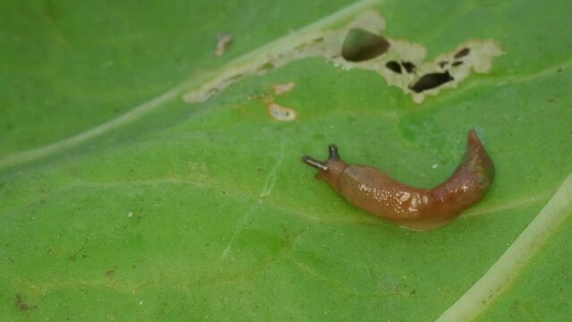 Close-up of a slug. Gastropod mollusc. Snail parasitizes or leafy cabbage