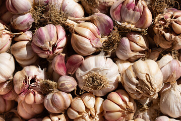 Freshly harvested garlic lies in a box to dry. The tubers vary in size. The garlic cloves are...