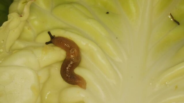 Close-up of a slug. Gastropod mollusc. Snail parasitizes or leafy cabbage