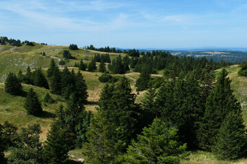 Obraz premium View of a valley in summer. Fir trees on a green mountain.