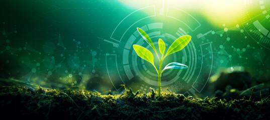Young Sprout Agricultural Technologies, Scientific Research Banner, Organic Digital Background. Copy Space - obrazy, fototapety, plakaty