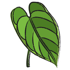 Hand drawn Aralia Leaf icon