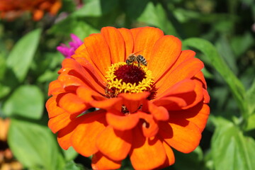 Delicate bee dance on flowers and blossoms, their diligent movements a tribute to nature. A harmonious interplay of colors and life, captured in enchanting moments