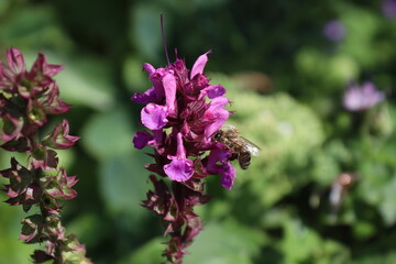 Delicate bee dance on flowers and blossoms, their diligent movements a tribute to nature. A harmonious interplay of colors and life, captured in enchanting moments