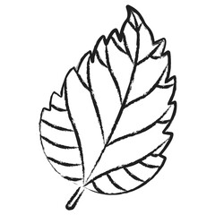 Hand drawn Hibiscus Leaf icon