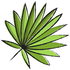 Hand drawn Cabbage palmetto Leaf icon