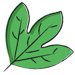 Hand drawn Sassafras Leaf icon