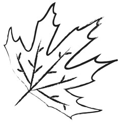 Fototapeta premium Hand drawn Leaf icon