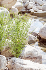 Equisetum Arvense,Field or Common Horsetail,an herbaceous perennial plant in the Equisetaceae family,on the riverside of Mollarino stream,amid the Italian Apennine Mountains of Lazio region