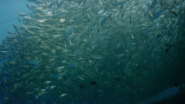 A large school of Yellowstripe Scad (Selaroides leptolepis), ripples and sways in the sunlight in the blue water, Raja Ampat, Indonesia, Asia