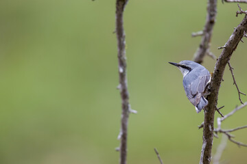 木の枝にとまるゴジュウカラ