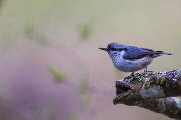 木の枝にとまるゴジュウカラ