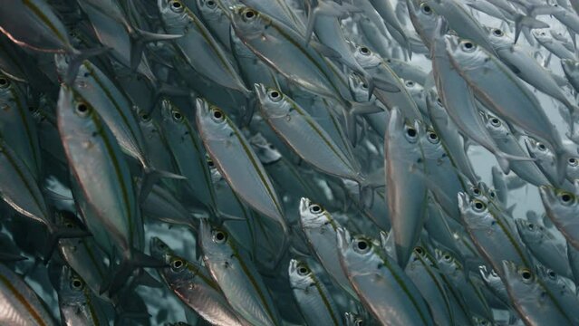 A large school of Yellowstripe Scad (Selaroides leptolepis), ripples and sways in the sunlight in the blue water, Raja Ampat, Indonesia, Asia
