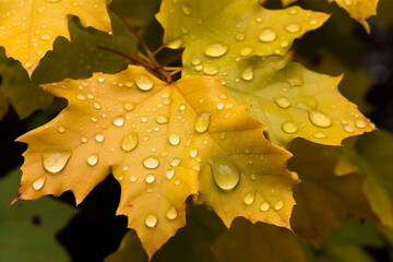 autumn leaves with rain drops